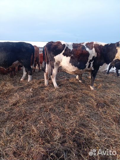 Продам коров