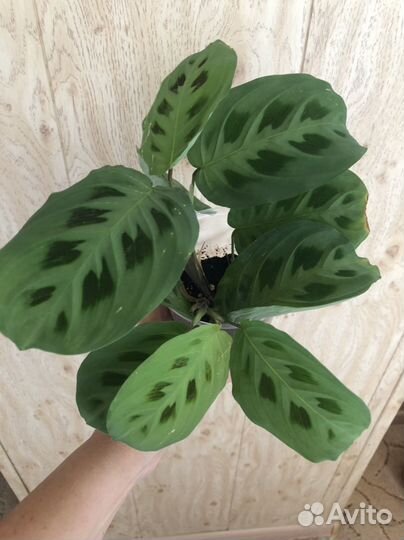 Маранта Керховена