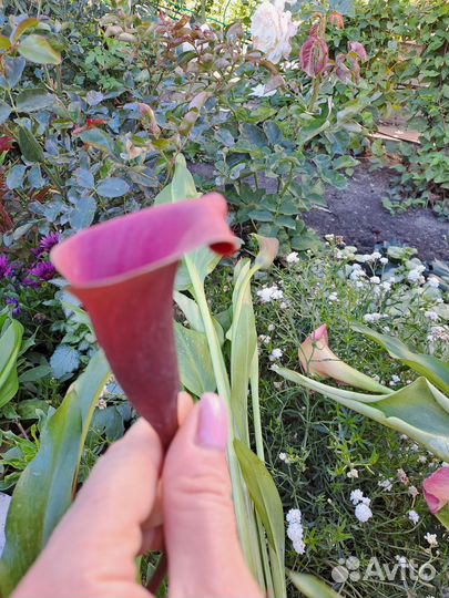 Луковицы каллы сортовые