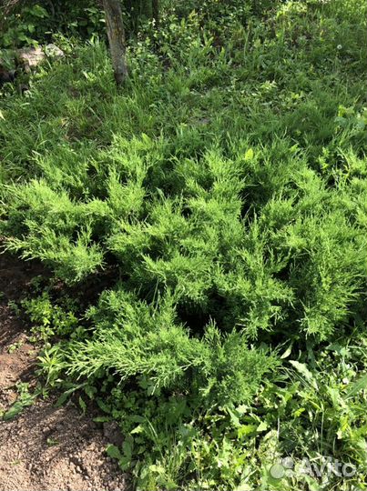 Можжевельник казачий