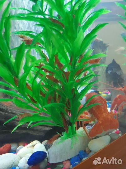 Аквариумные креветки, улитки спикси эльфы, сомики