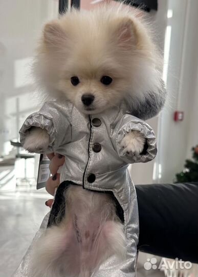 Куртка для собак мелких пород