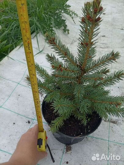 Ель голубая саженцы