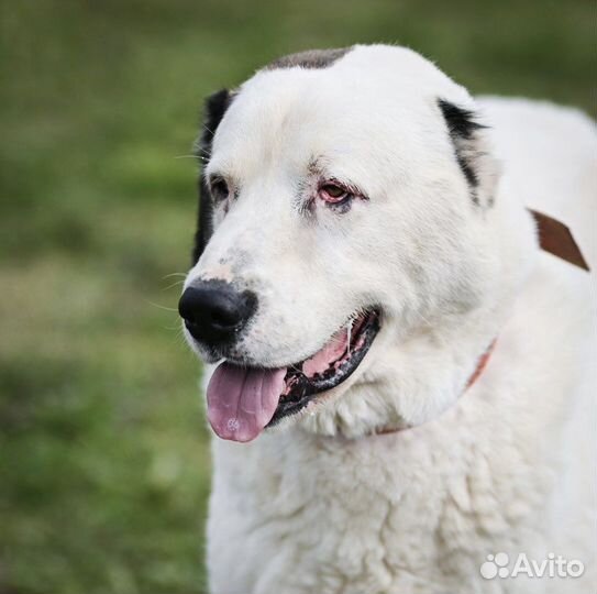 Алабай в дар