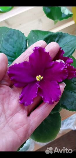 Фиалка ав-Самурай (спорт)