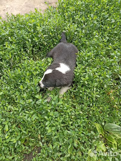 Успокаивающие щеняточки