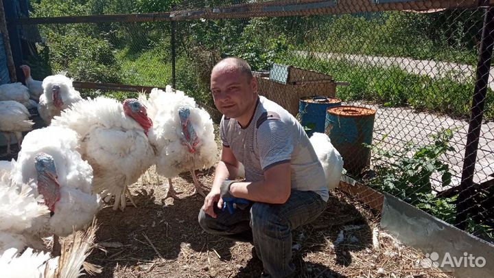 Индюшиное мясо домашнее