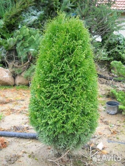 Редкие туи информация в описании