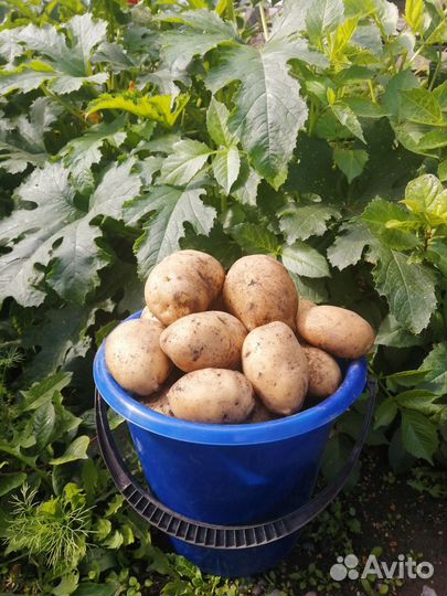 Картофель с доставкой