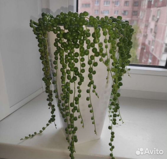 Горох Роули