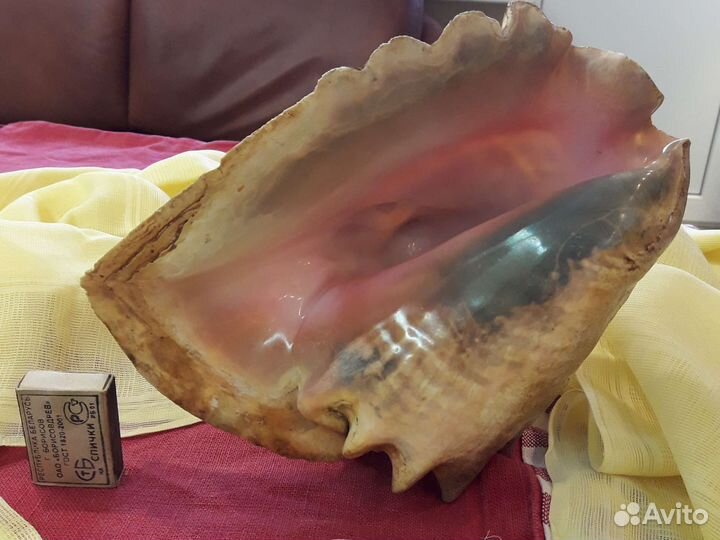 Большая морская раковина