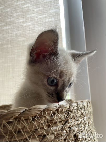 Кошки в добрые руки