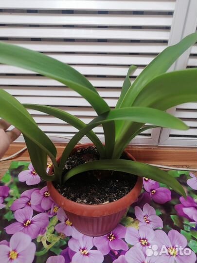 Гиппиаструм цветы