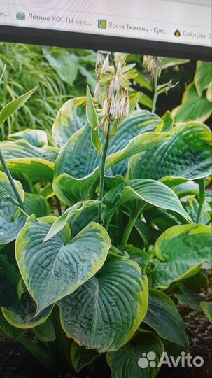 Хоста, лилейники, ирисы