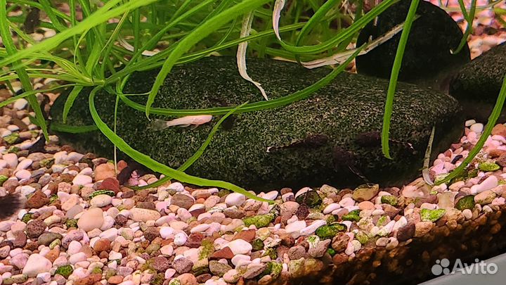 Мальки анциструса