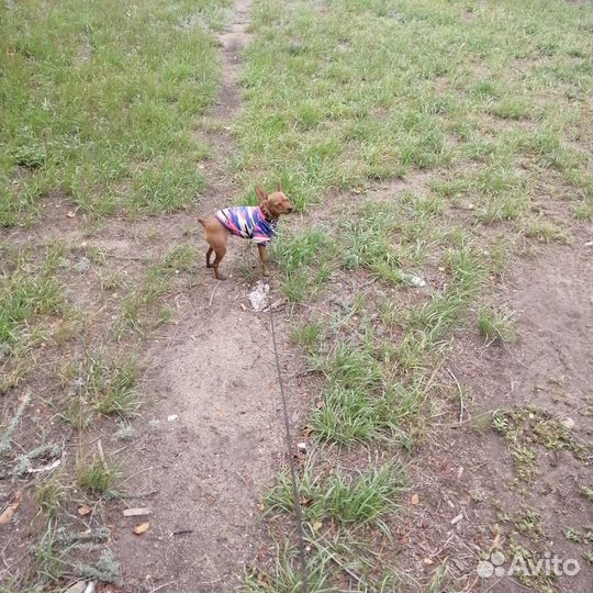 Вязка той-терьер девочка