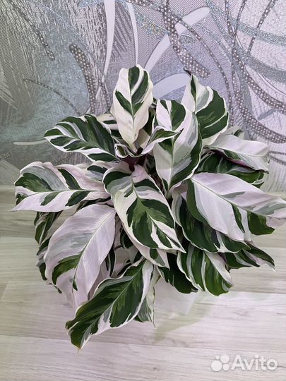 Калатея white fusion