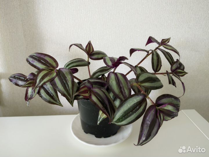 Традесканция зебрина