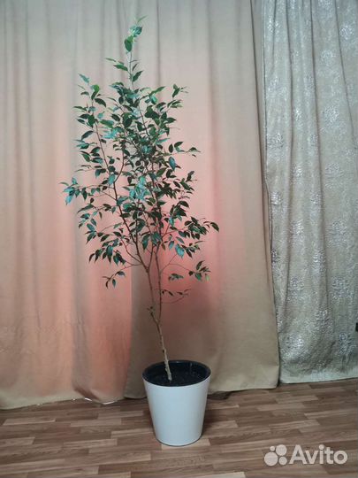 Фикус бенджамина большой