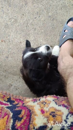 Щенок в добрые руки бесплатно маленькой породы