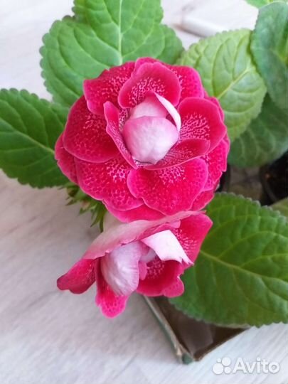 Глоксиния цветущая махровая