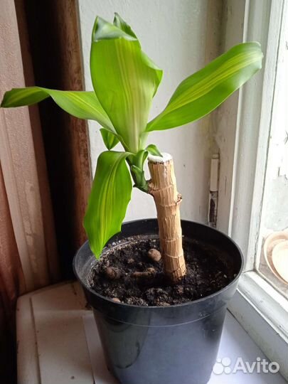 Драцена Массанжеана, с 2 мя побегами