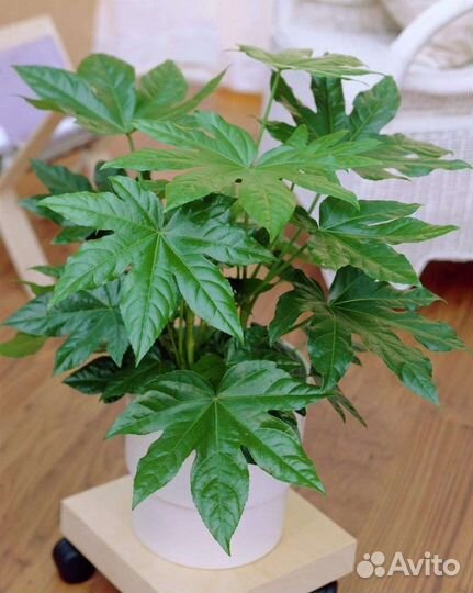 Комнатные цветы растение фатсия японская