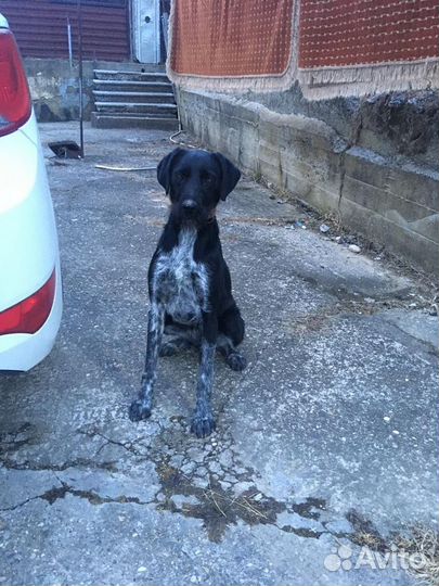 Метис курцхаара