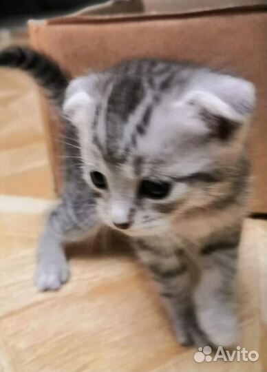 Британские котята