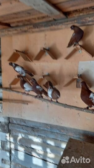 Продажа голубей