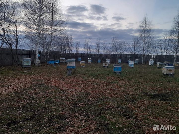 Пчелосемьи