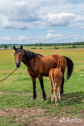 Кобылы и Жеребчик