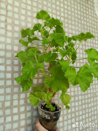 Пеларгония герань сортовая