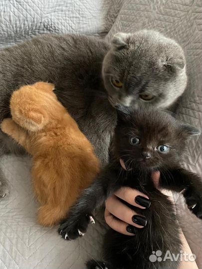 Британская вислоухая кошка