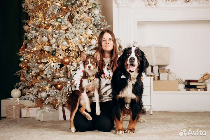 Дрессировка и воспитание собак, кинолог