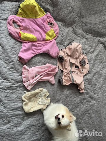 Одежда для маленькой собаки