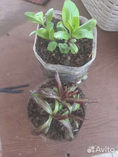 Флоксы многолетние метельчатые