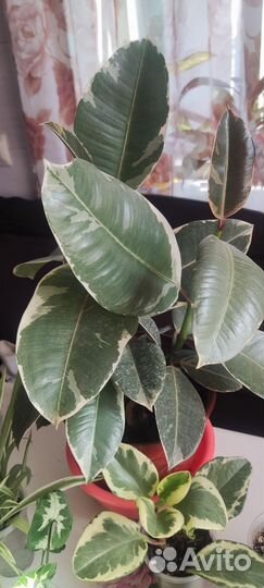 Цветы обмен