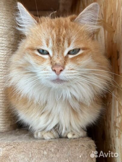 Красотка киска Голди из приюта ищет дом