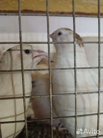 Перепела техасцы