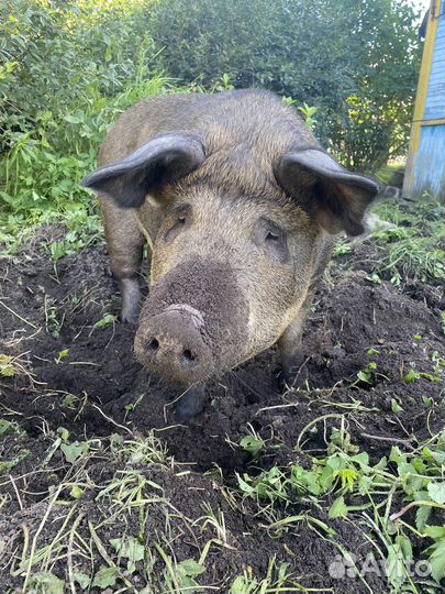 Свежая свинина