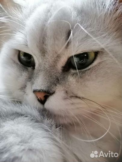 Кот ищет девочку