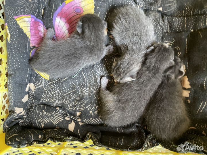 Котята в добрые руки