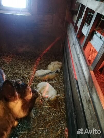 Продажа козлят