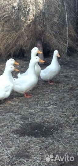 Утка бройлерная