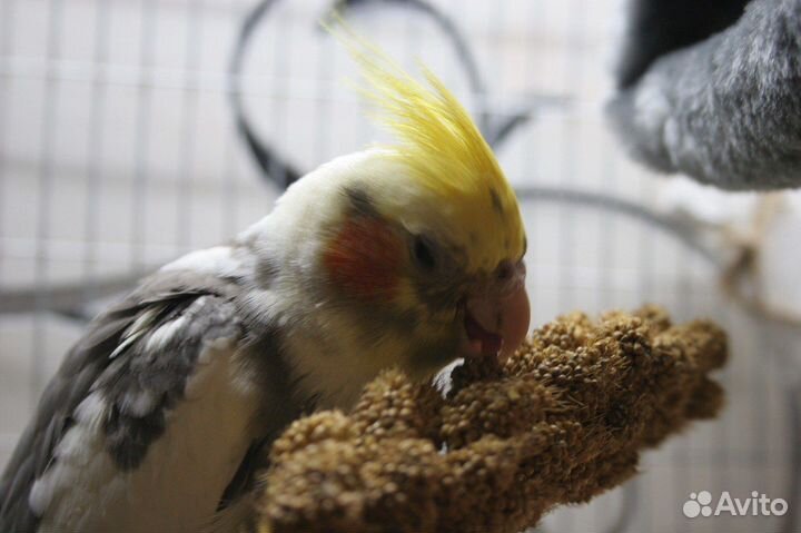 Попугай корелла с клеткой