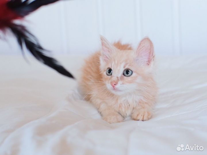 Нежно Рыжий спокойный котёнок 2,5мес