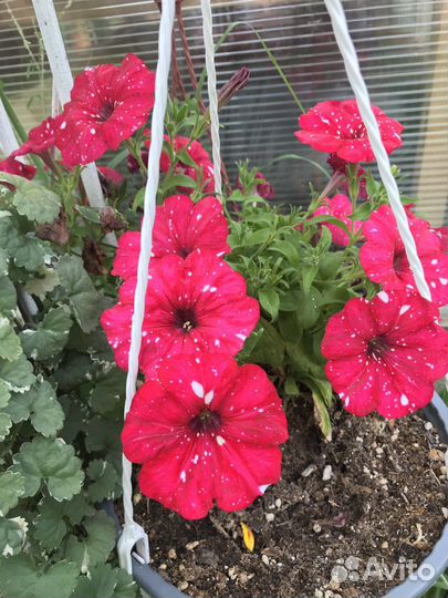 Вегетативная петуния и калибрахоа, рассылаем