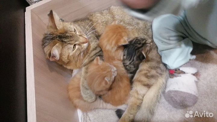 Котики в заботливую семью