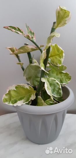 Педилантус